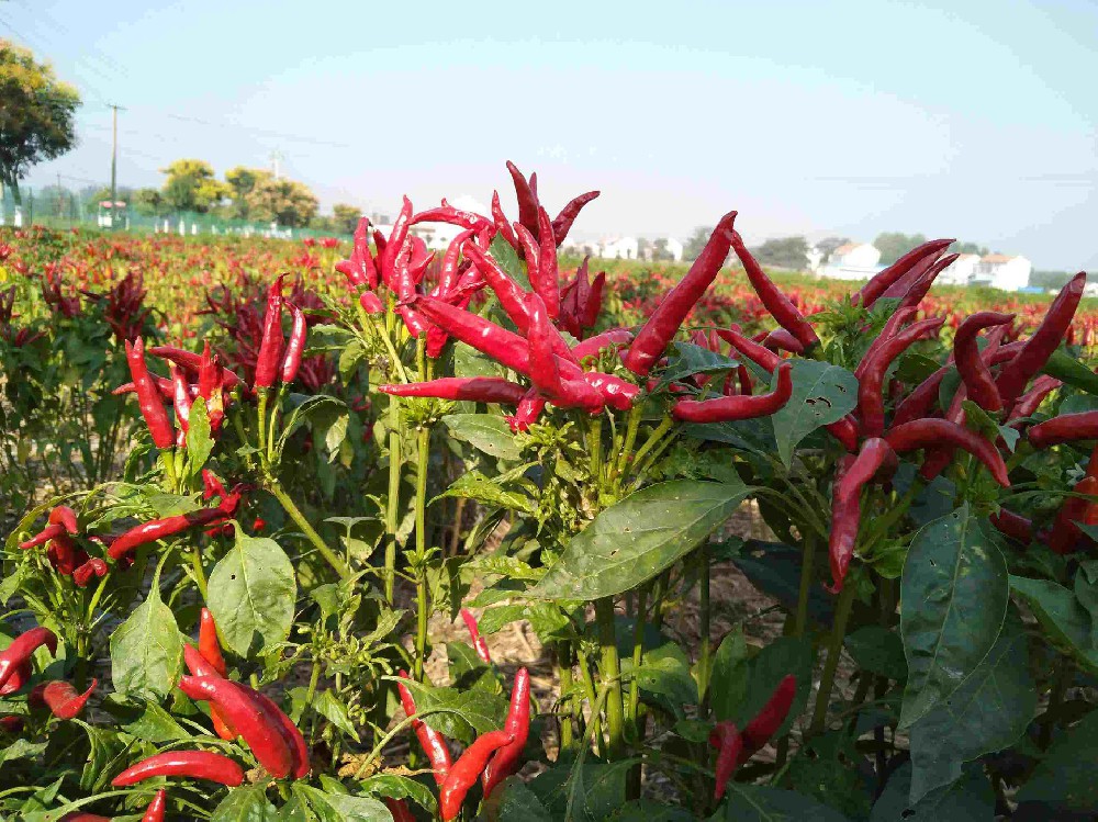 2021 New Crop Paprika